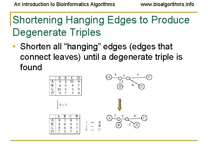 An Introduction to Bioinformatics Algorithms www. bioalgorithms. info Shortening Hanging Edges to Produce Degenerate