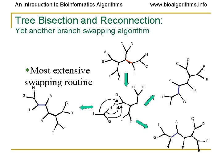 An Introduction to Bioinformatics Algorithms www. bioalgorithms. info Tree Bisection and Reconnection: Yet another