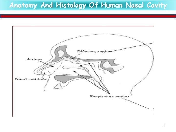 Anatomy And Histology Of Human Nasal Cavity 6 