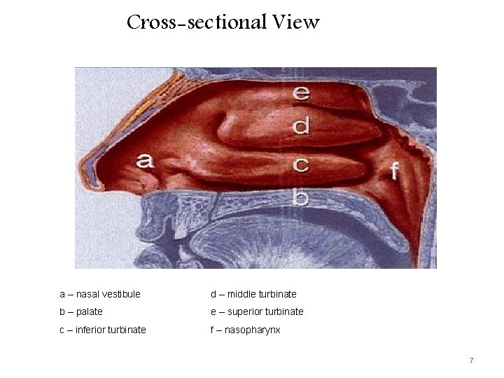 Cross-sectional View a – nasal vestibule d – middle turbinate b – palate e