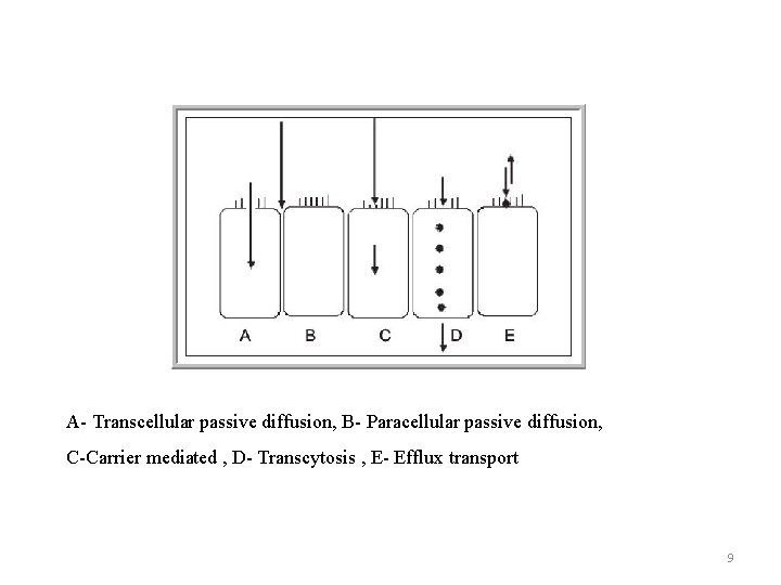 A- Transcellular passive diffusion, B- Paracellular passive diffusion, C-Carrier mediated , D- Transcytosis ,