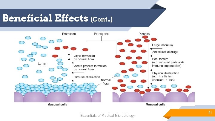Beneficial Effects (Cont. . ) Essentials of Medical Microbiology 21 
