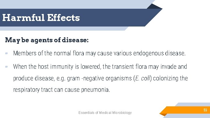 Harmful Effects May be agents of disease: ▰ Members of the normal flora may