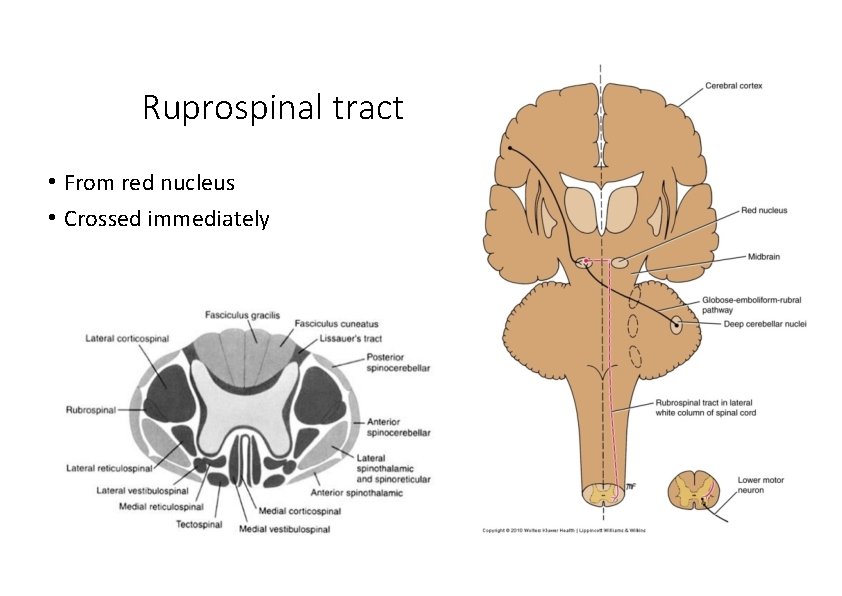 Ruprospinal tract • From red nucleus • Crossed immediately 
