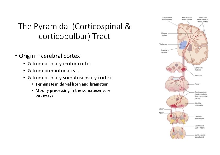 The Pyramidal (Corticospinal & corticobulbar) Tract • Origin – cerebral cortex • ⅓ from