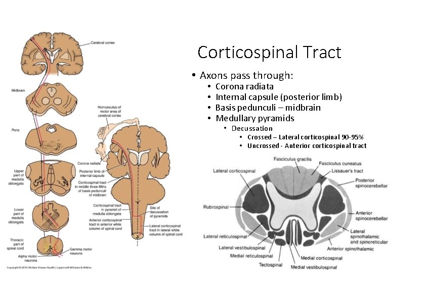 Corticospinal Tract • Axons pass through: • • Corona radiata Internal capsule (posterior limb)