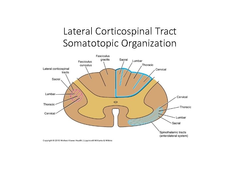 Lateral Corticospinal Tract Somatotopic Organization 