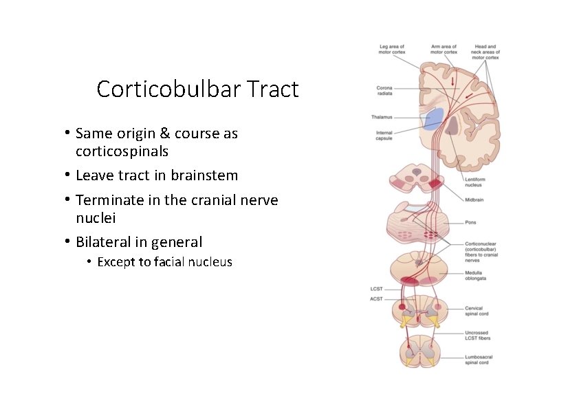 Corticobulbar Tract • Same origin & course as corticospinals • Leave tract in brainstem