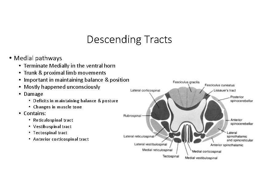 Descending Tracts • Medial pathways • • • Terminate Medially in the ventral horn