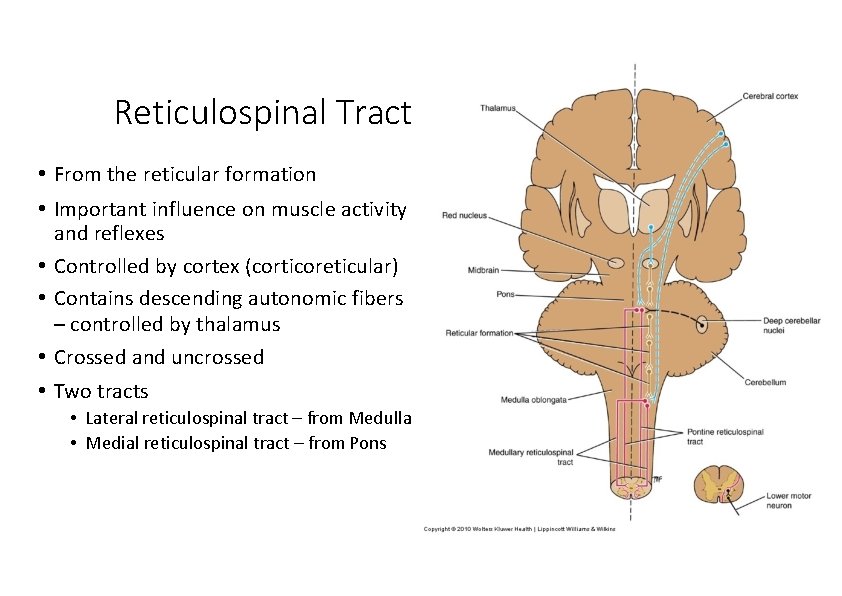 Reticulospinal Tract • From the reticular formation • Important influence on muscle activity and