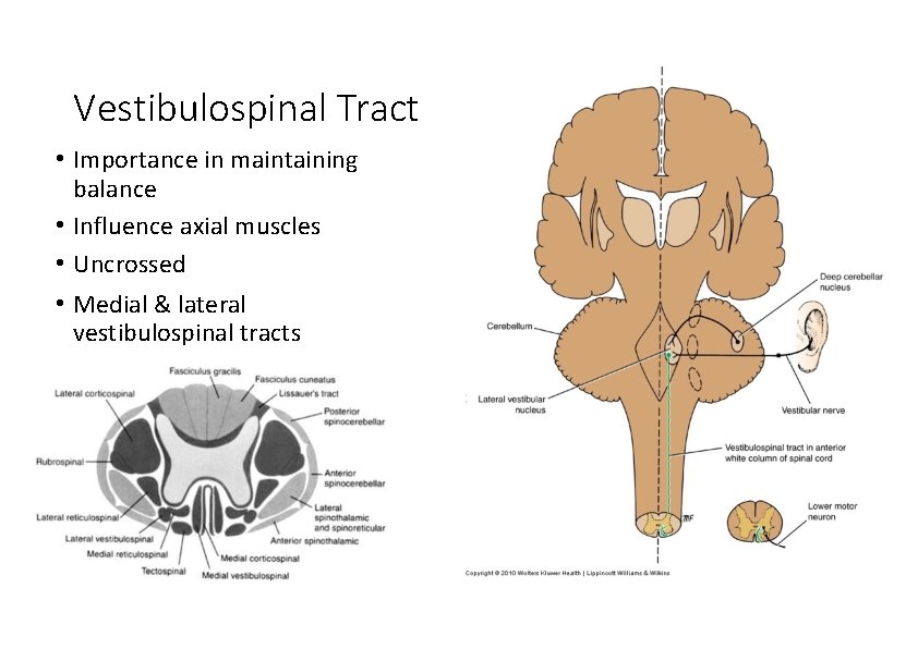Vestibulospinal Tract • Importance in maintaining balance • Influence axial muscles • Uncrossed •