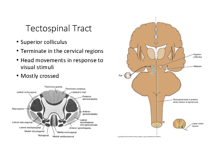 Tectospinal Tract • Superior colliculus • Terminate in the cervical regions • Head movements
