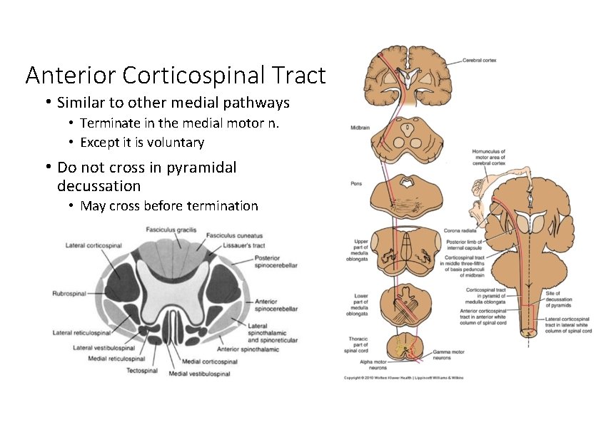Anterior Corticospinal Tract • Similar to other medial pathways • Terminate in the medial