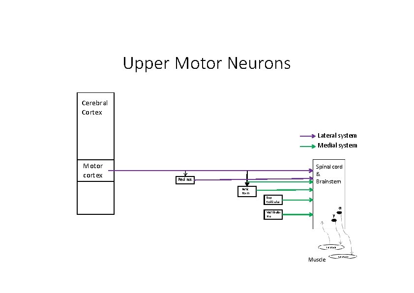 Upper Motor Neurons Cerebral Cortex Lateral system Medial system Motor cortex Spinal cord &
