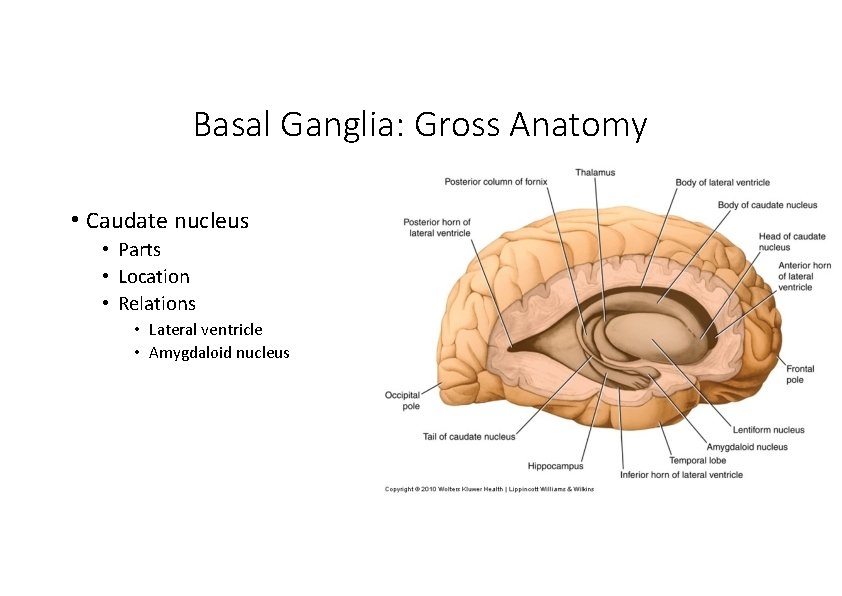 Basal Ganglia: Gross Anatomy • Caudate nucleus • Parts • Location • Relations •