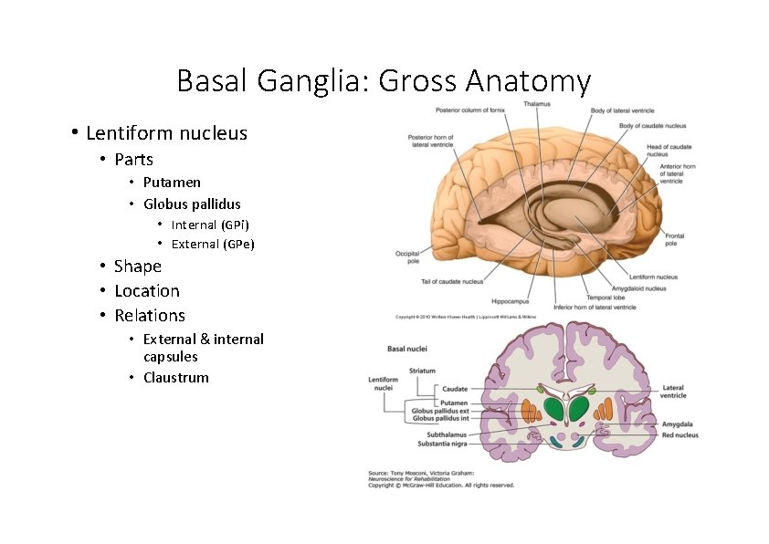 Basal Ganglia: Gross Anatomy • Lentiform nucleus • Parts • Putamen • Globus pallidus