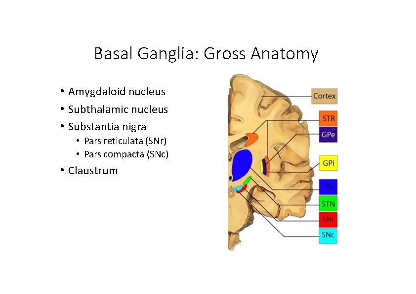 Basal Ganglia: Gross Anatomy • Amygdaloid nucleus • Subthalamic nucleus • Substantia nigra •