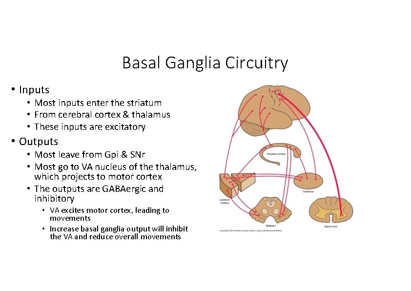 Basal Ganglia Circuitry • Inputs • Most inputs enter the striatum • From cerebral