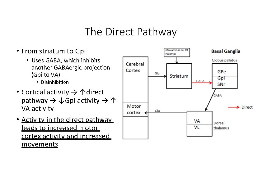 The Direct Pathway • From striatum to Gpi • Uses GABA, which inhibits another