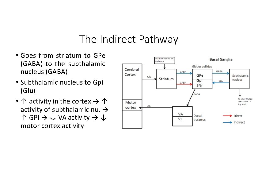 The Indirect Pathway • Goes from striatum to GPe (GABA) to the subthalamic nucleus