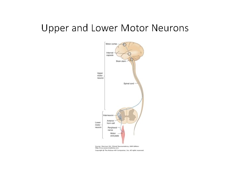 Upper and Lower Motor Neurons 