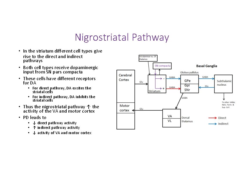 Nigrostriatal Pathway • In the striatum different cell types give rise to the direct