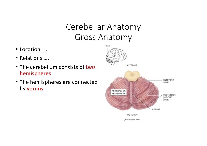 Cerebellar Anatomy Gross Anatomy • Location …. • Relations …. . • The cerebellum