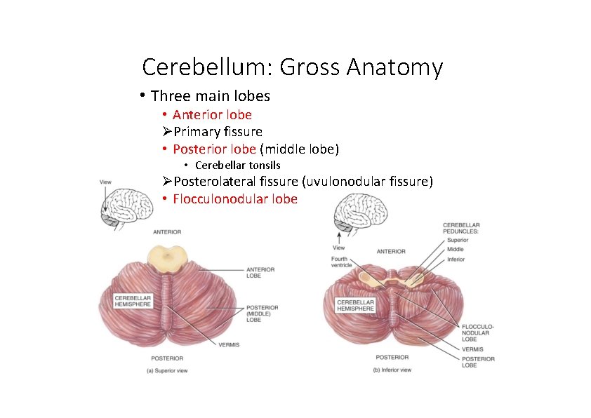 Cerebellum: Gross Anatomy • Three main lobes • Anterior lobe Primary fissure • Posterior