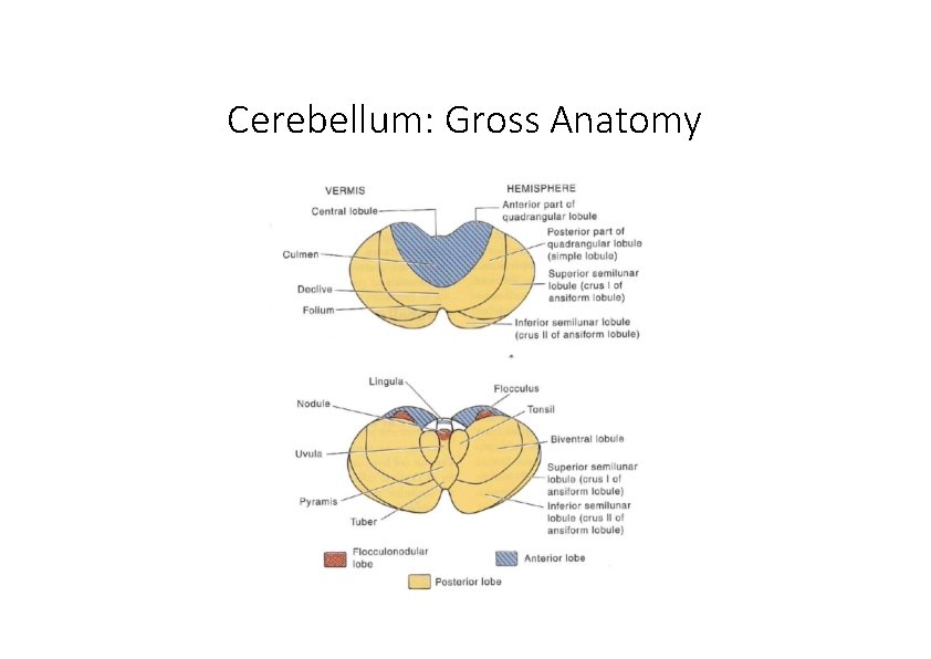 Cerebellum: Gross Anatomy 