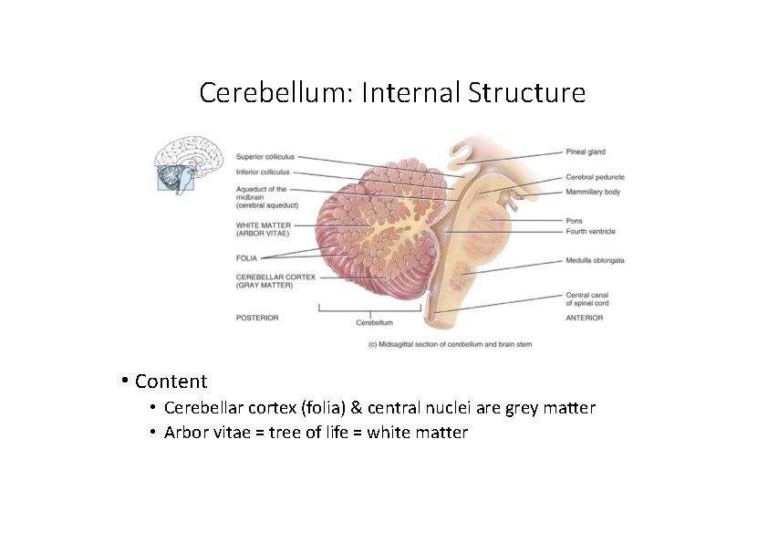 Cerebellum: Internal Structure • Content • Cerebellar cortex (folia) & central nuclei are grey