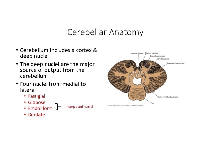 Cerebellar Anatomy • Cerebellum includes a cortex & deep nuclei • The deep nuclei