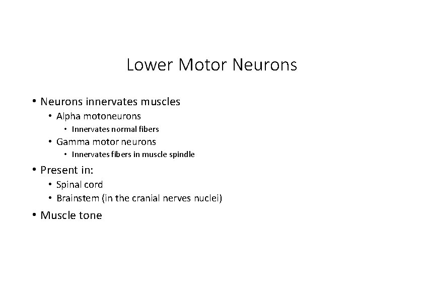 Lower Motor Neurons • Neurons innervates muscles • Alpha motoneurons • Innervates normal fibers
