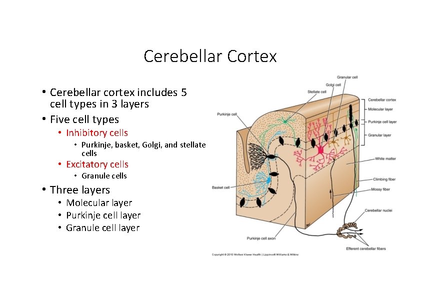 Cerebellar Cortex • Cerebellar cortex includes 5 cell types in 3 layers • Five