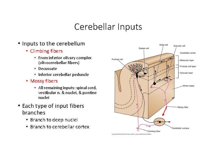 Cerebellar Inputs • Inputs to the cerebellum • Climbing fibers • From inferior olivary