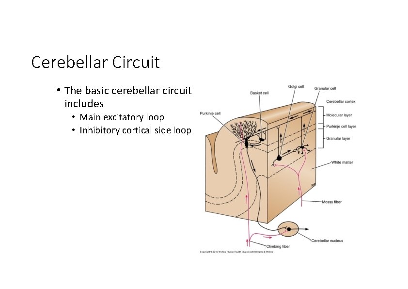 Cerebellar Circuit • The basic cerebellar circuit includes • Main excitatory loop • Inhibitory