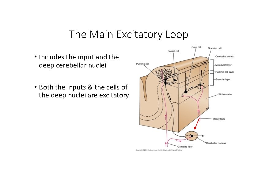 The Main Excitatory Loop • Includes the input and the deep cerebellar nuclei •