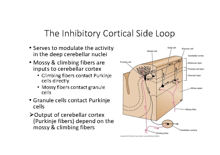 The Inhibitory Cortical Side Loop • Serves to modulate the activity in the deep