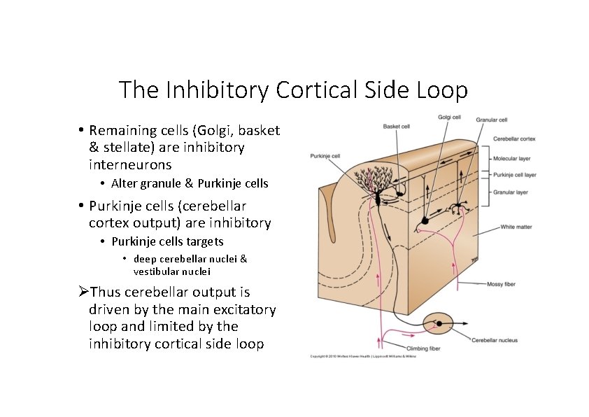 The Inhibitory Cortical Side Loop • Remaining cells (Golgi, basket & stellate) are inhibitory
