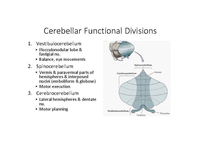 Cerebellar Functional Divisions 1. Vestibulocerebellum • Flocculonodular lobe & fastigial nu. • Balance, eye
