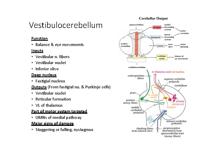 Vestibulocerebellum Function • Balance & eye movements Inputs • Vestibular n. fibers • Vestibular