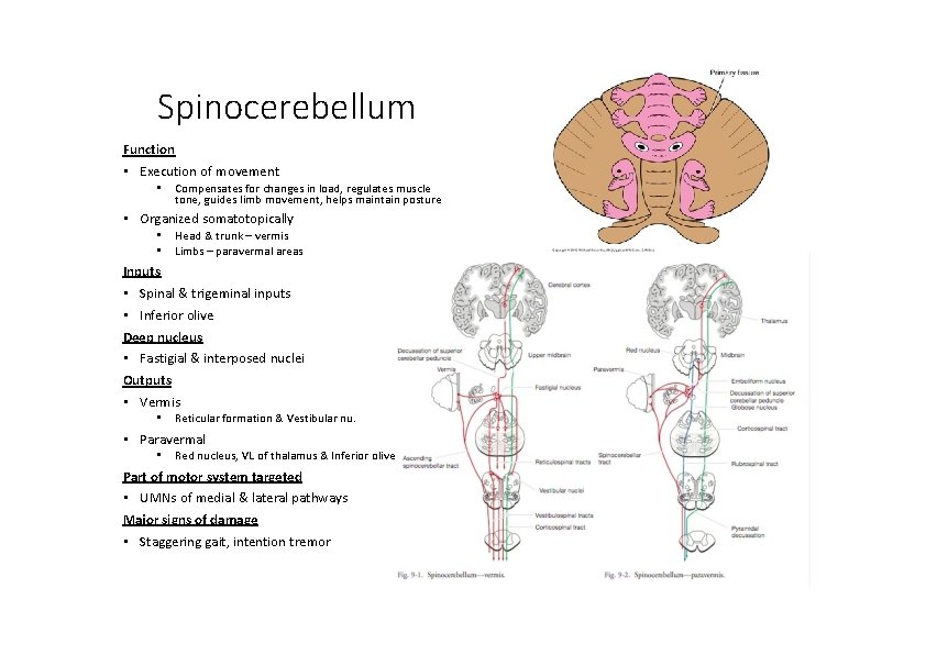 Spinocerebellum Function • Execution of movement • Compensates for changes in load, regulates muscle
