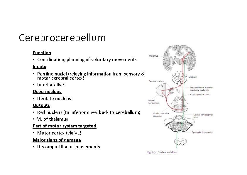 Cerebrocerebellum Function • Coordination, planning of voluntary movements Inputs • Pontine nuclei (relaying information