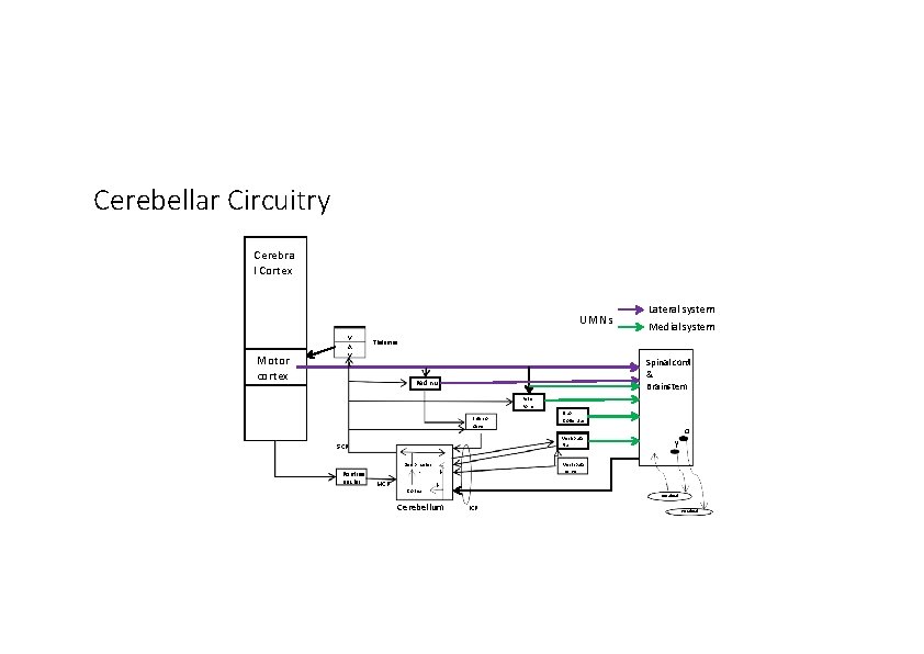 Cerebellar Circuitry Cerebra l Cortex UMNs Motor cortex V A V L Lateral system