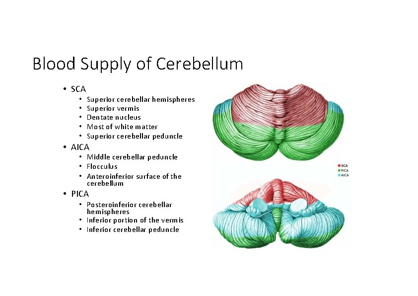 Blood Supply of Cerebellum • SCA • • • Superior cerebellar hemispheres Superior vermis