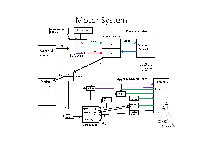 Motor System Intralaminar nu. Of thalamus SN compacta Basal Ganglia Globus pallidus Glu Cerebral