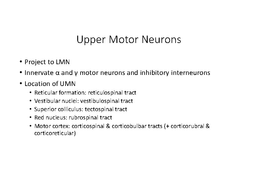 Upper Motor Neurons • Project to LMN • Innervate α and γ motor neurons