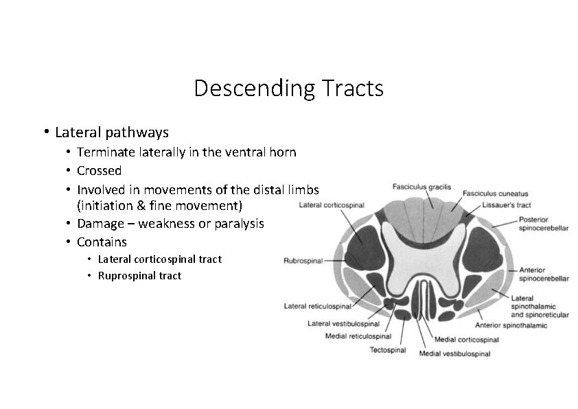 Descending Tracts • Lateral pathways • Terminate laterally in the ventral horn • Crossed
