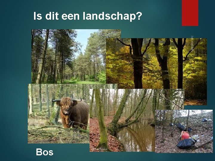 Is dit een landschap? ivn Helden Bos 