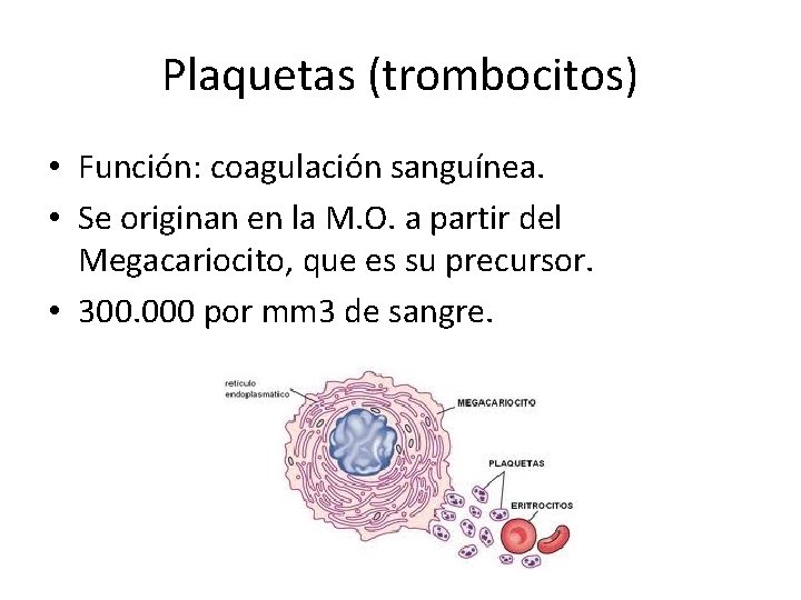 Plaquetas (trombocitos) • Función: coagulación sanguínea. • Se originan en la M. O. a