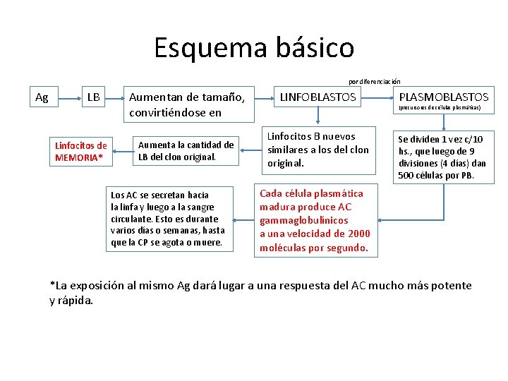 Esquema básico por diferenciación Ag LB Linfocitos de MEMORIA* Aumentan de tamaño, convirtiéndose en